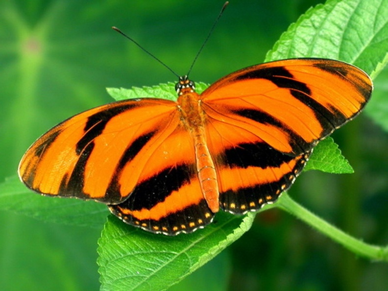 803076-800x600-orange-tiger
